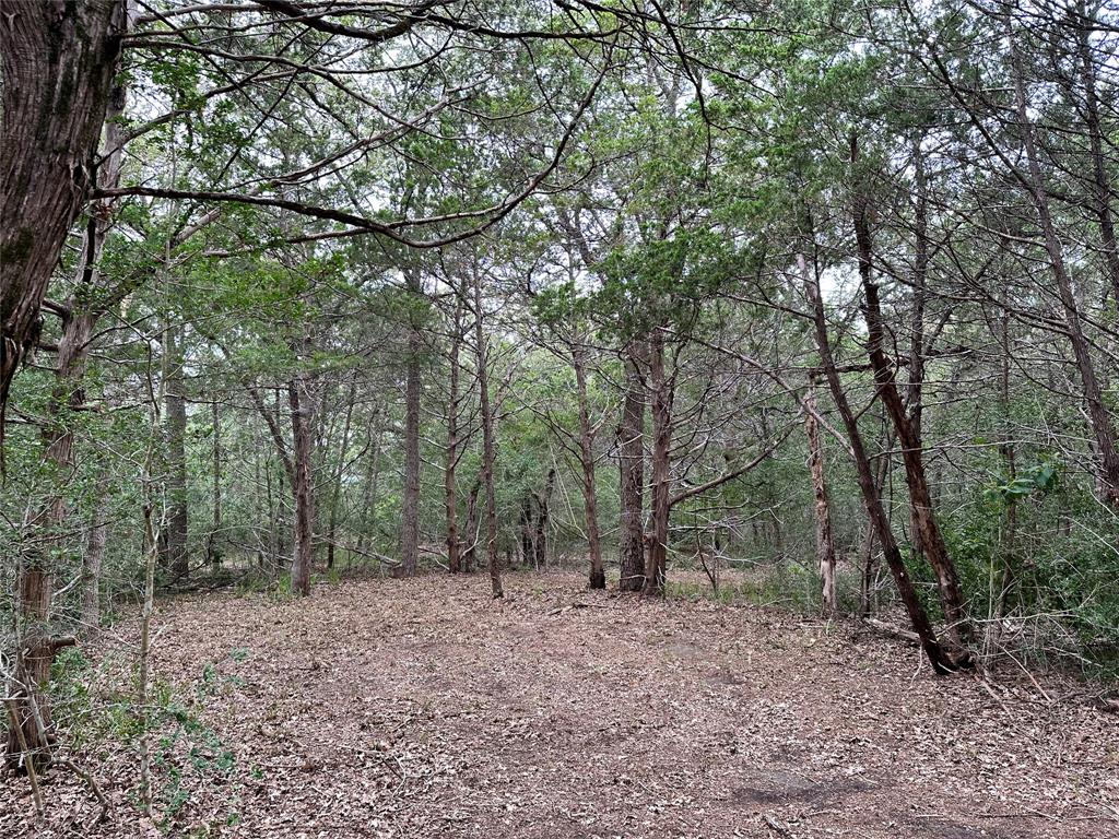 Tbd Lot 1 Tbd Road Smithville, TX 78957 - Photo 8 of 12 View of woods