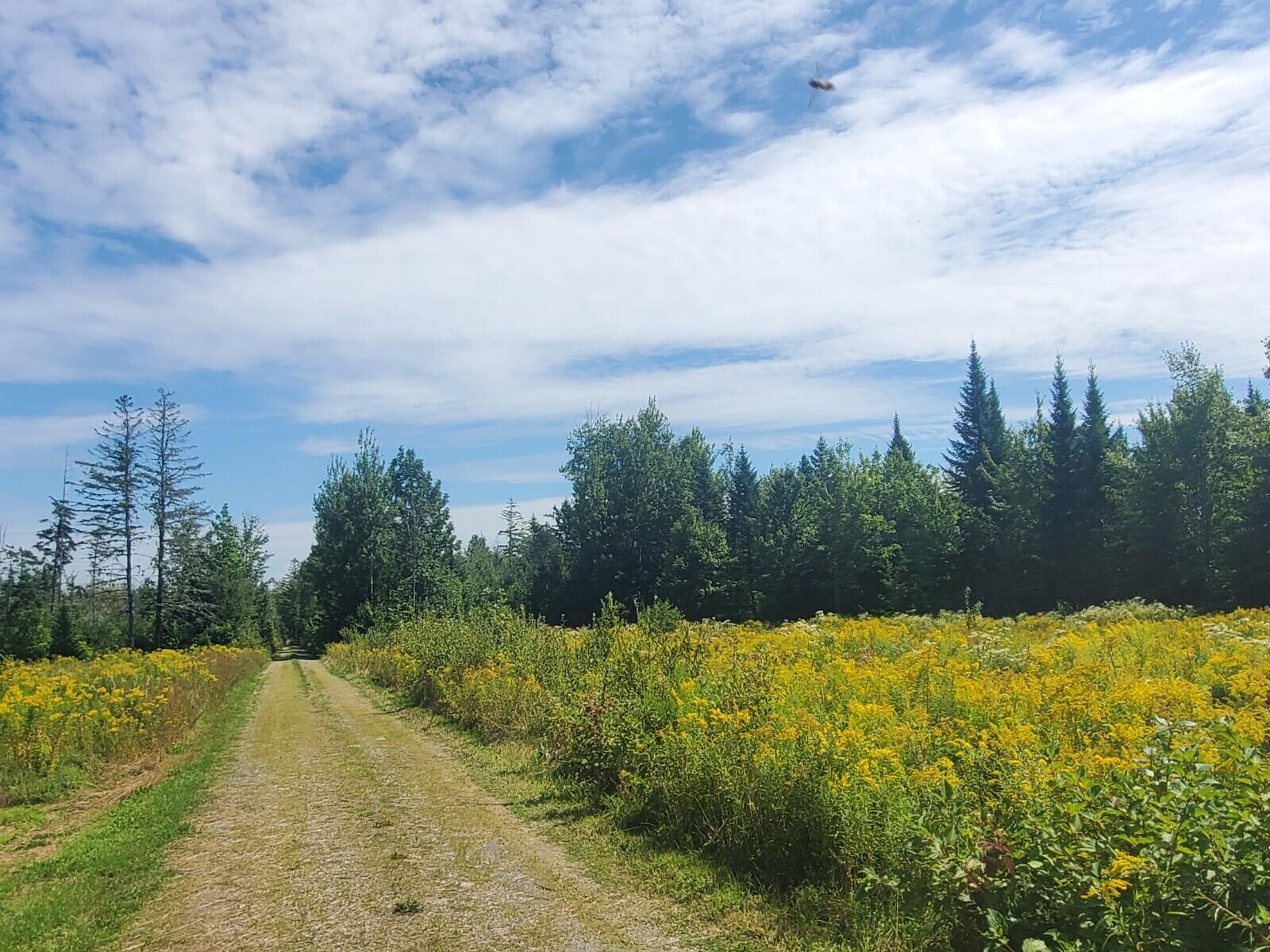 Lot 2 Spring Hill Road Amity, ME 04471 - Photo 5 of 5 20220816_125330