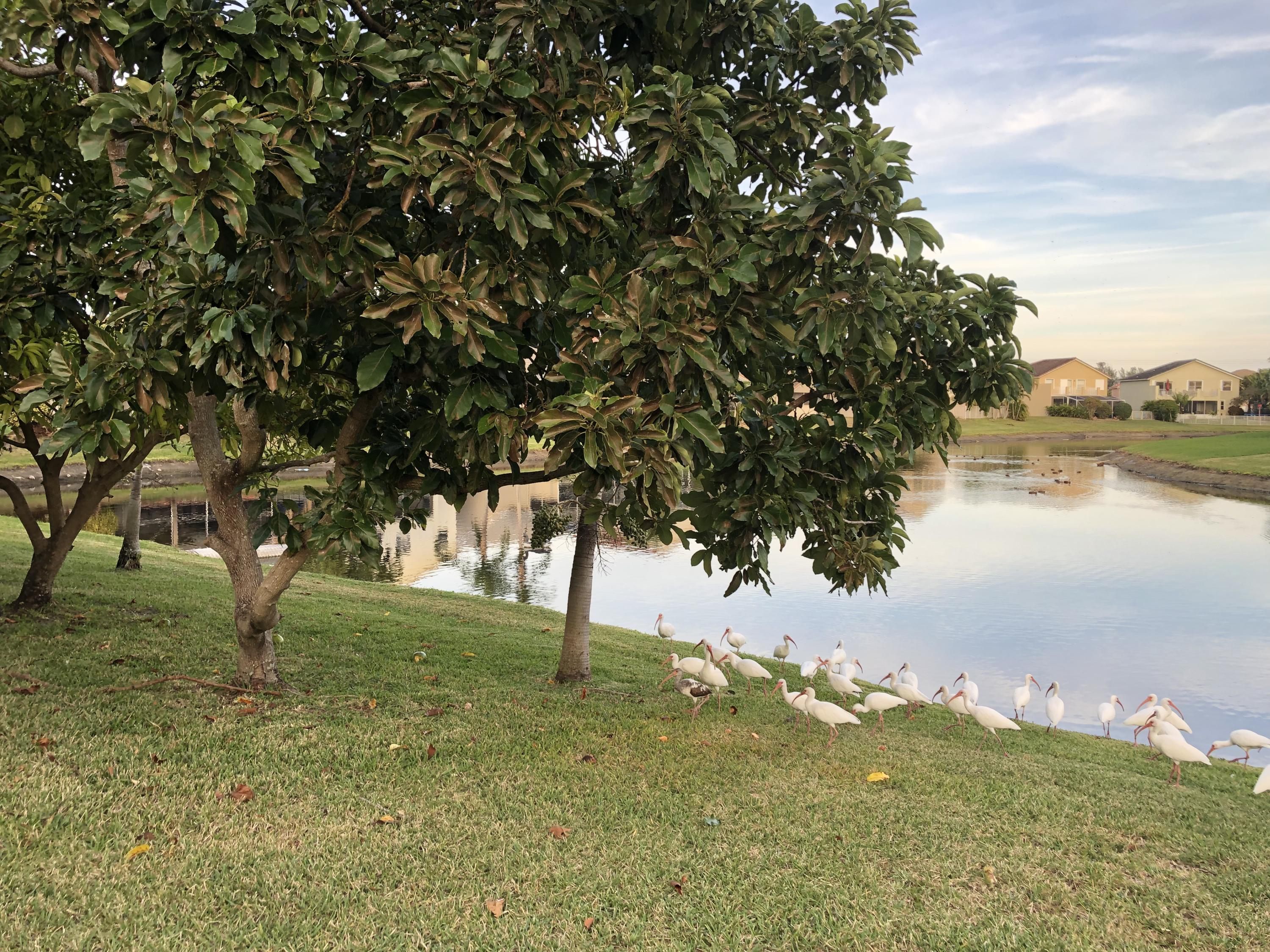 18083 Clear Brook Circle Boca Raton, FL 33498 - Photo 22 of 22 Backyard