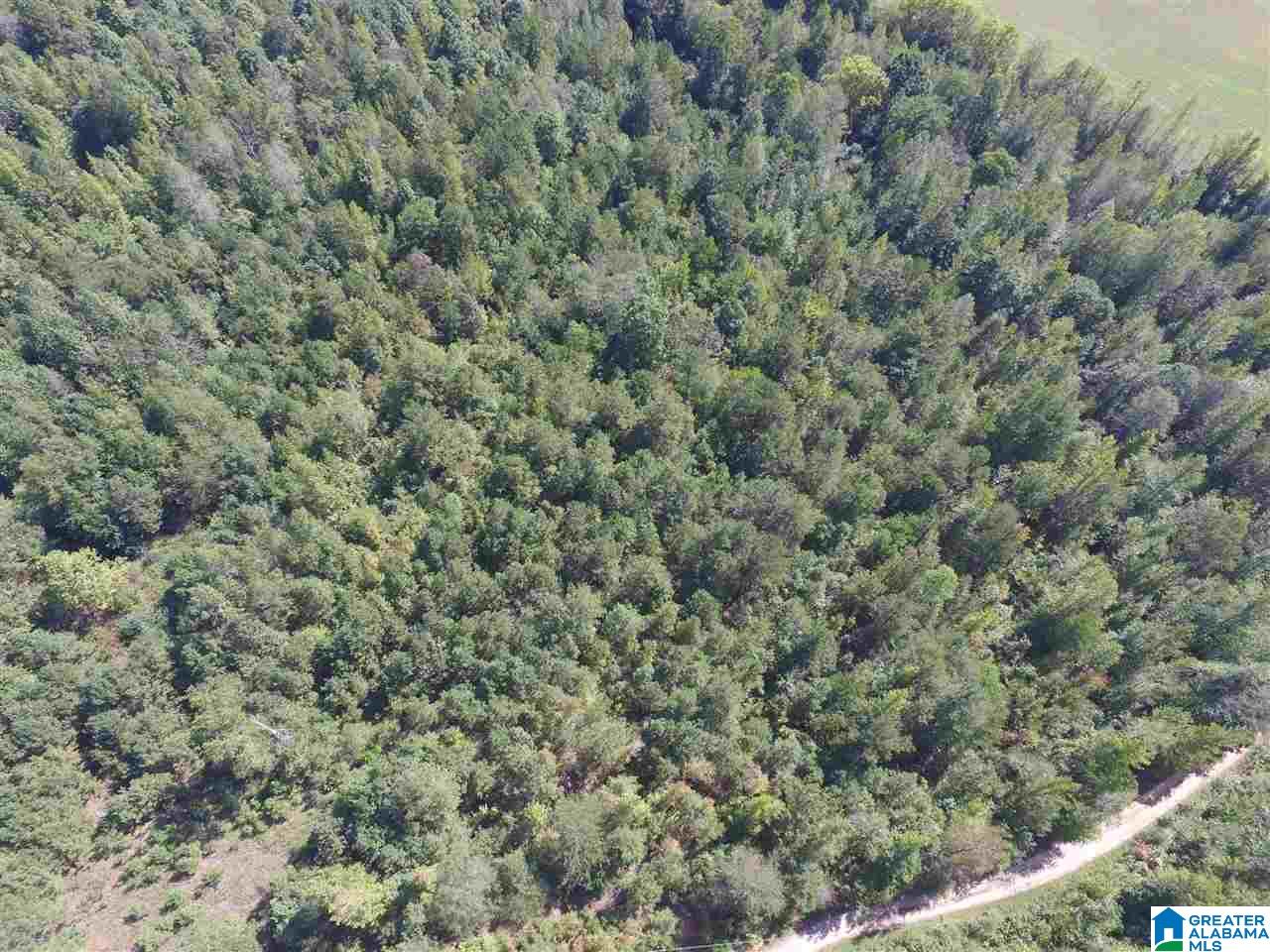 0 Bull Hollow Road, Unit 58 ACRES Gallant, AL 35972 - Photo 3 of 9