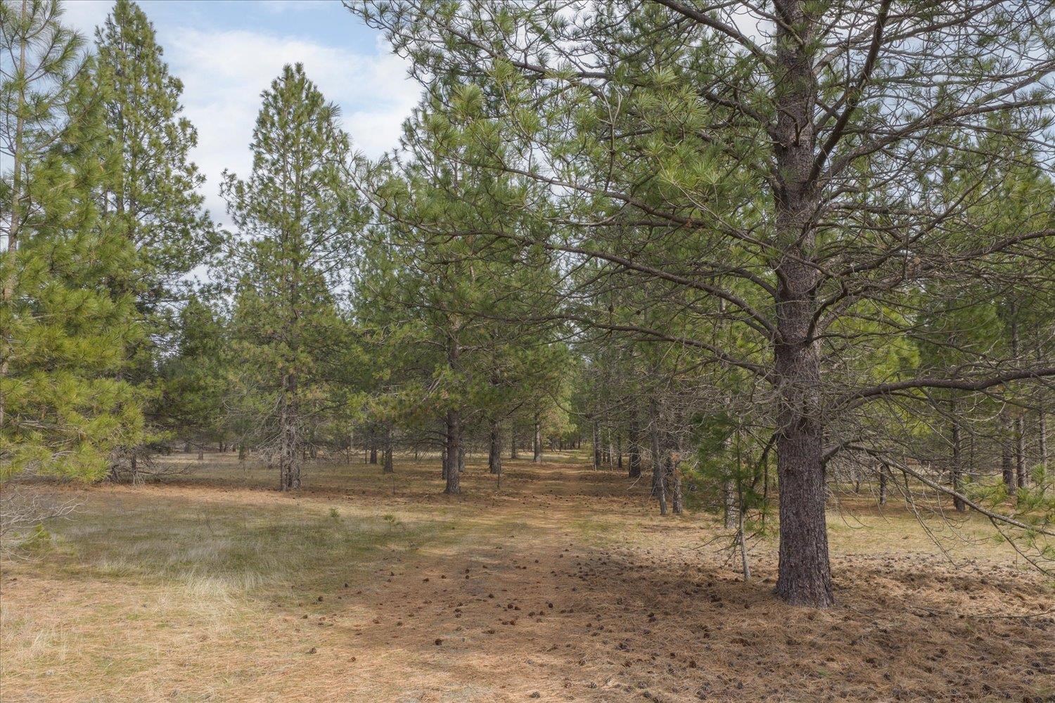 28202 North Bruce Road Chattaroy, WA 99003 - Photo 15 of 38