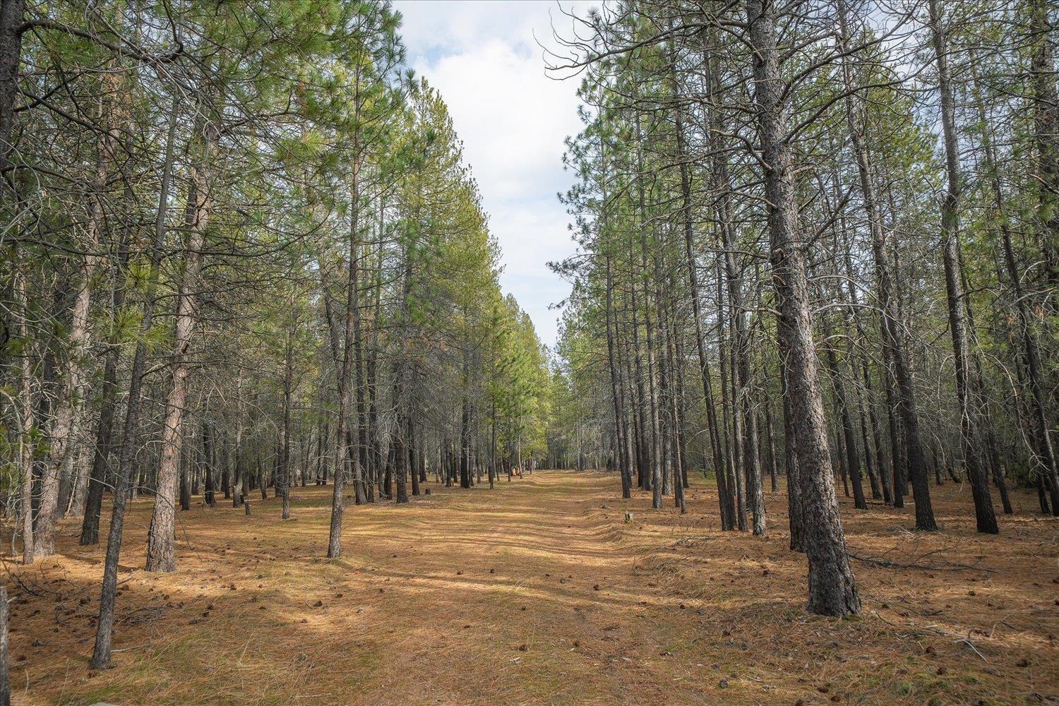 28202 North Bruce Road Chattaroy, WA 99003 - Photo 7 of 38