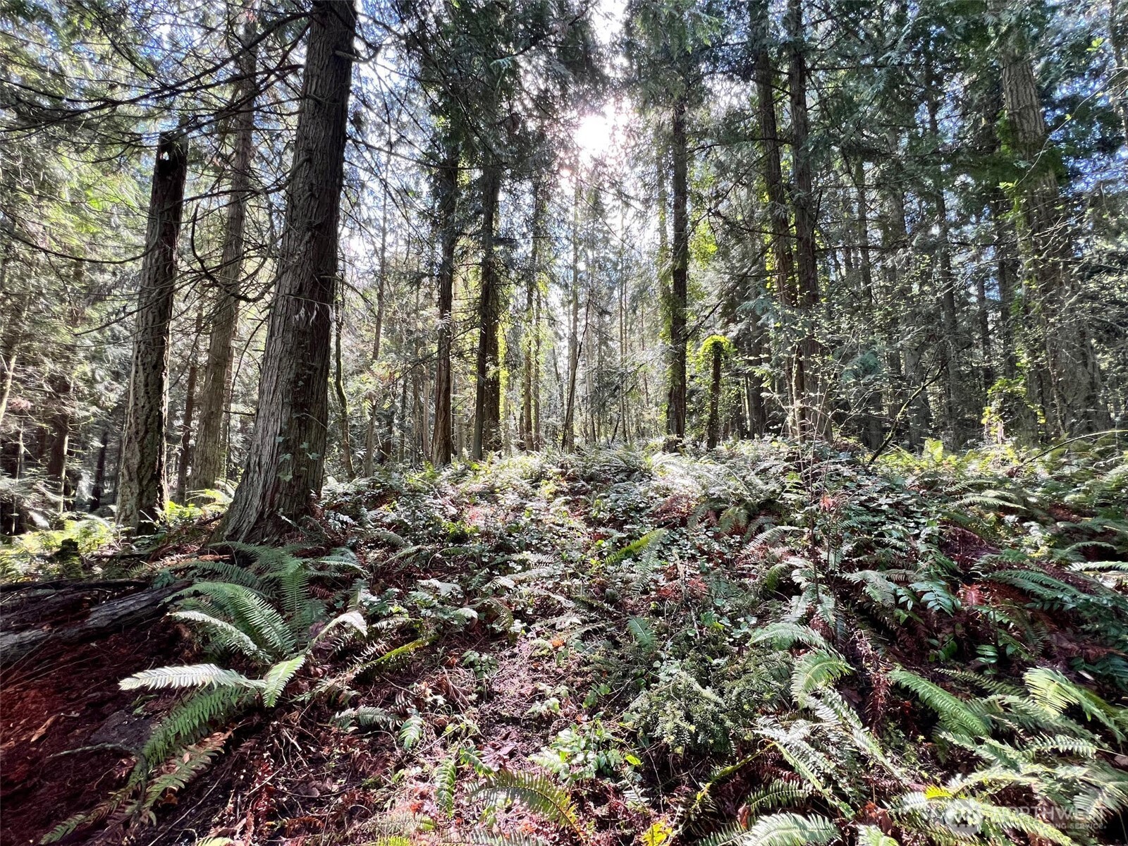 9999 South Sequim Avenue Sequim, WA 98382 - Photo 11 of 13 a view of forest