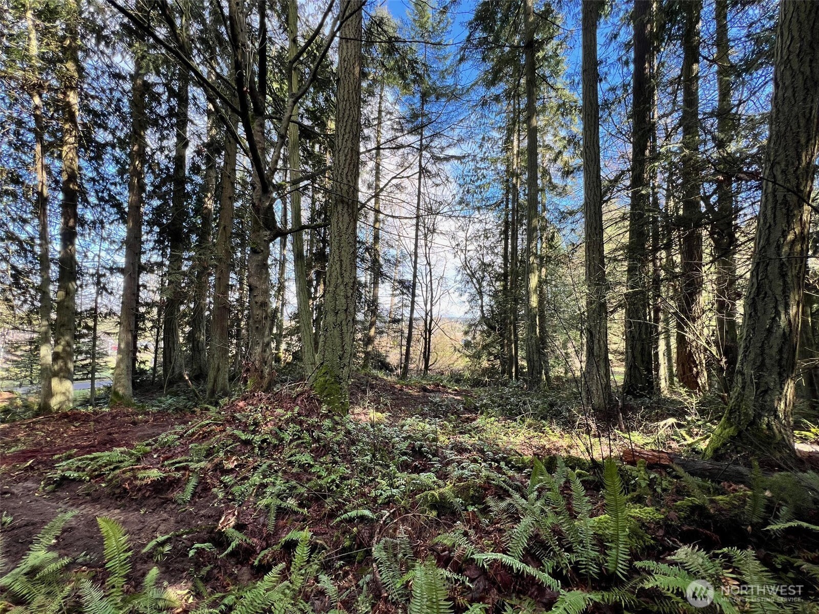 9999 South Sequim Avenue Sequim, WA 98382 - Photo 7 of 13 a view of a yard with large trees