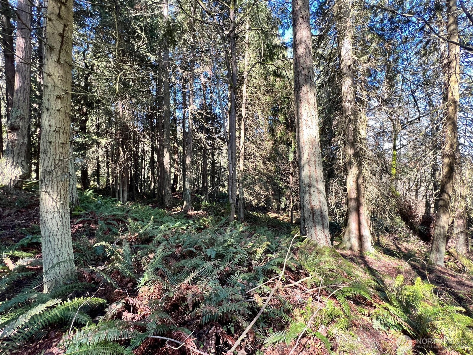9999 South Sequim Avenue Sequim, WA 98382 - Photo 8 of 13 a backyard of a house with lots of green space