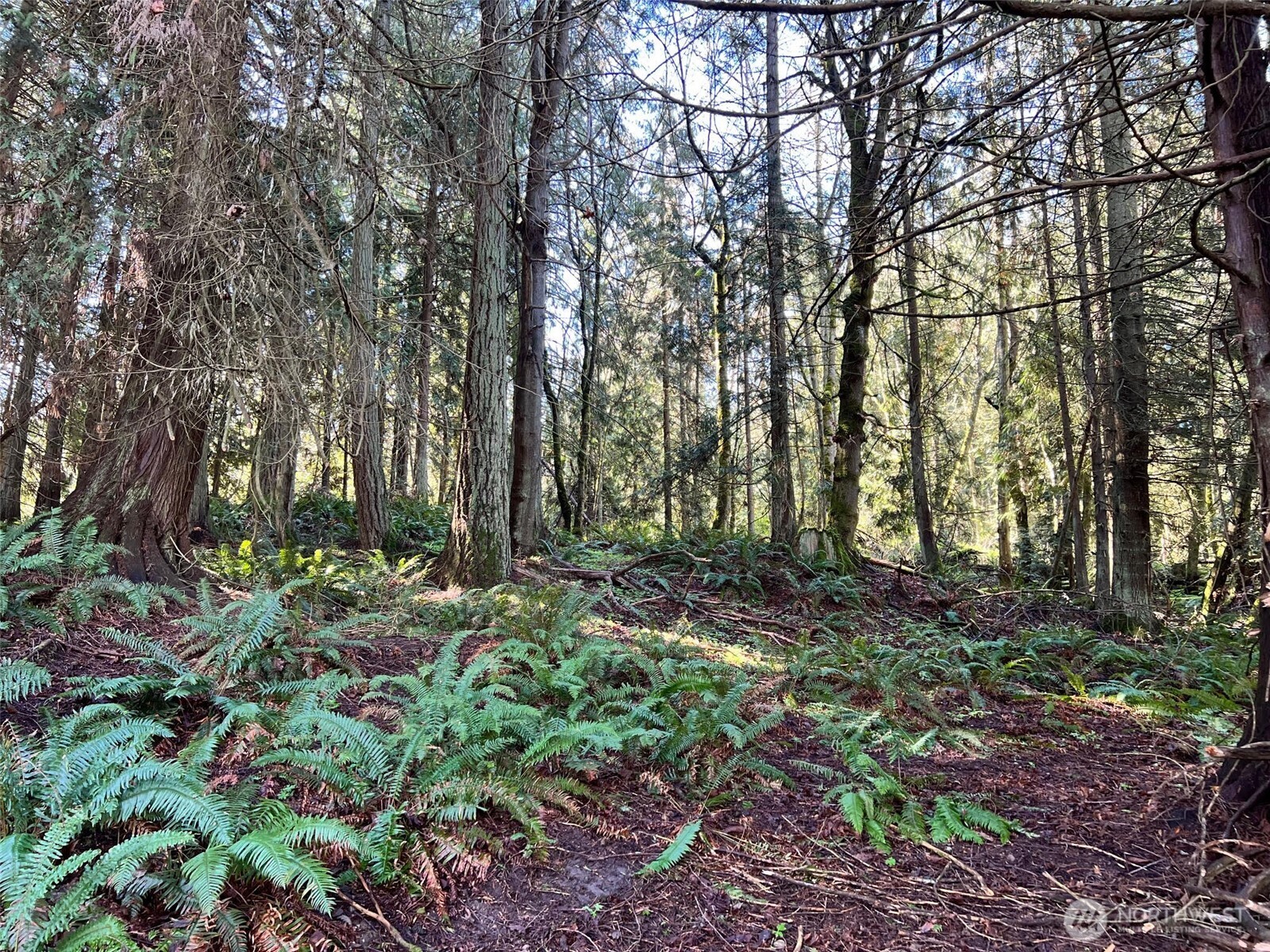 9999 South Sequim Avenue Sequim, WA 98382 - Photo 10 of 13 a big yard with lots of green space and deers