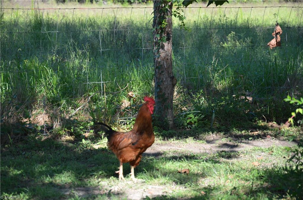 6572 Byrd Road Mebane, NC 27302 - Photo 6 of 30 Free range chickens, Seller says they can remain