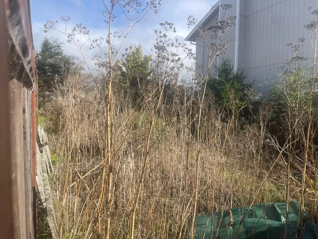 a view of a yard with a tree