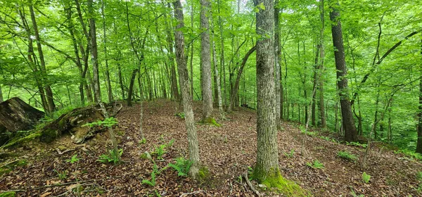 a view of forest