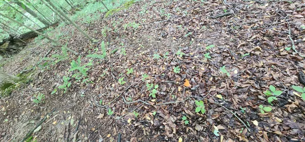 a view of a tree with a plant