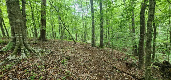 a view of a forest with trees