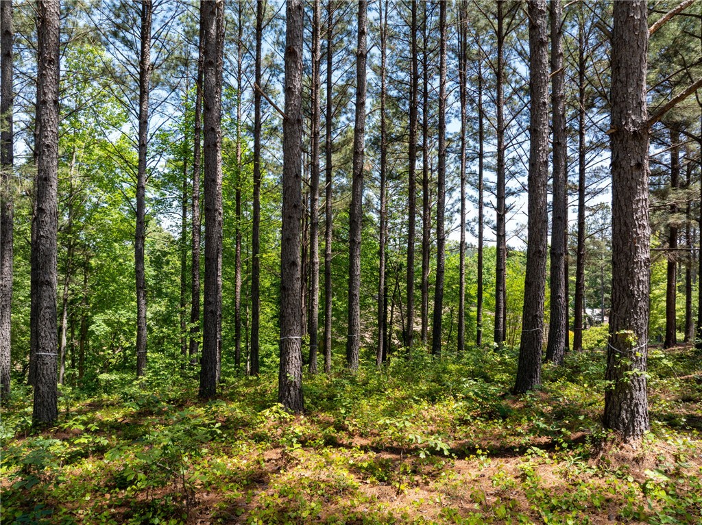 113 Sunrise Ridge Sunset, SC 29685 - Photo 10 of 14 This serene woodland scene features towering pines, perfect for a private natural retreat.