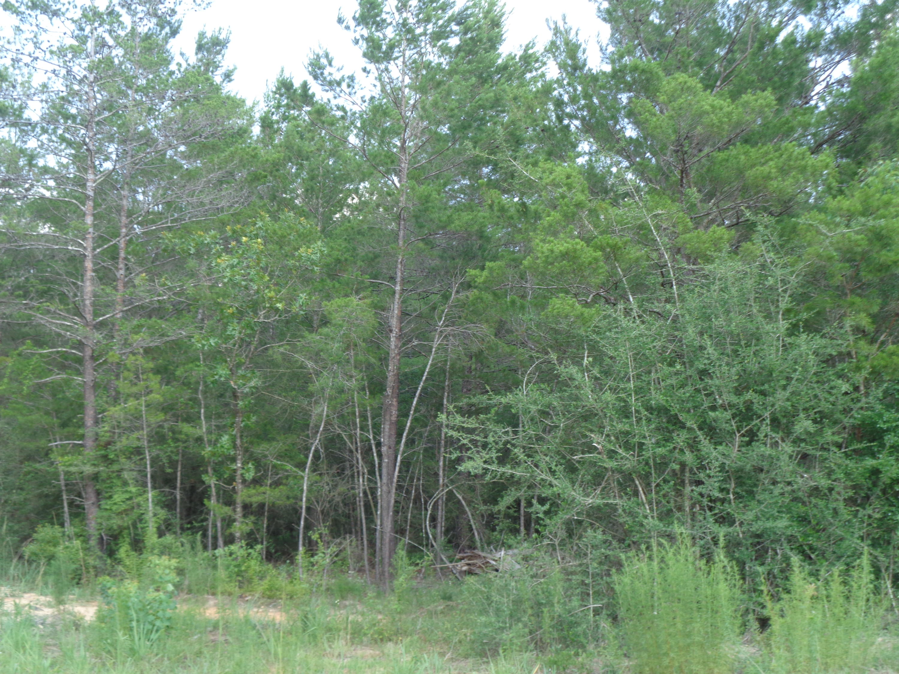 1.46-acres Watson Road DeFuniak Springs, FL 32433 - Photo 3 of 6 Florala 002