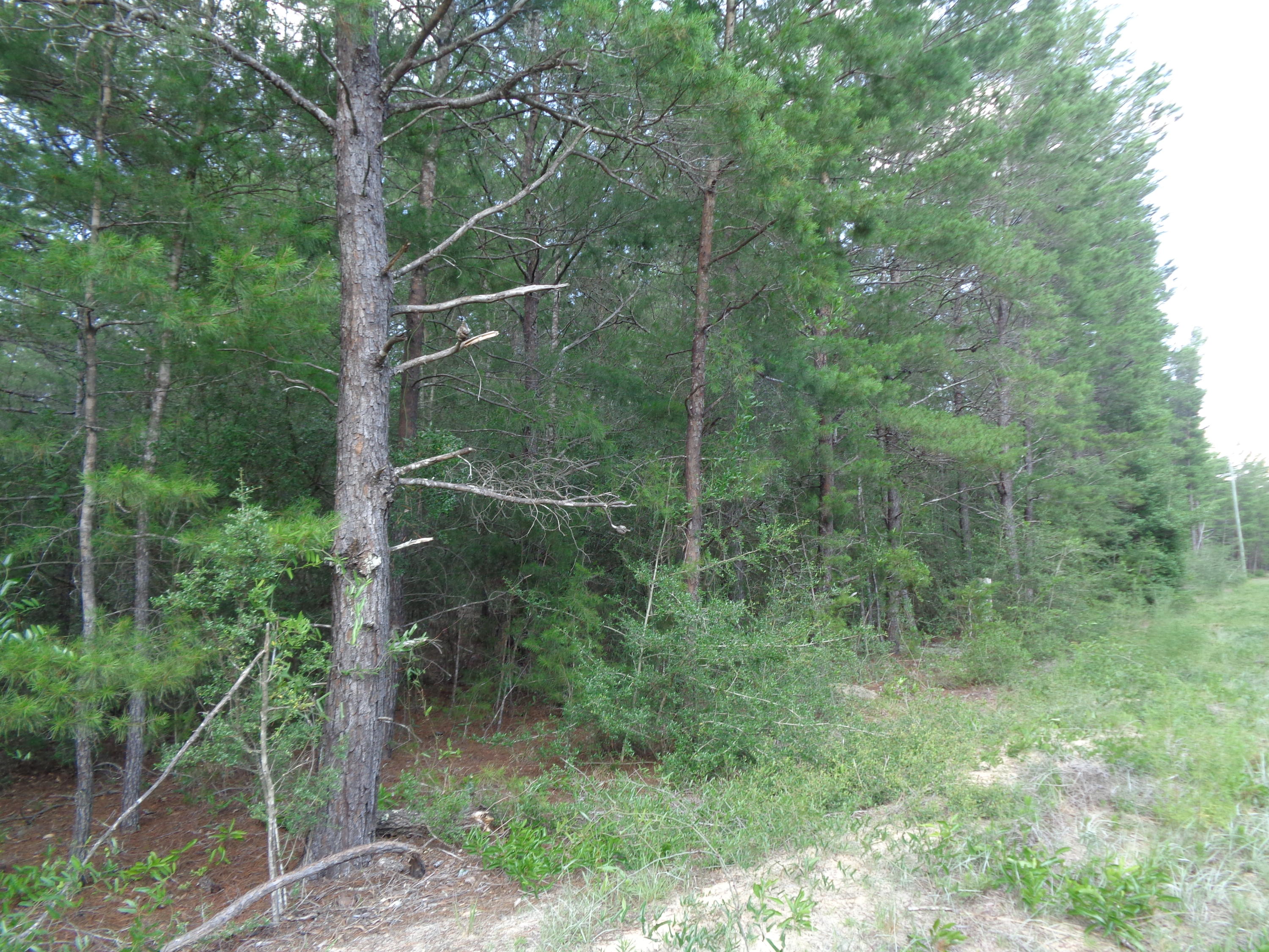 1.46-acres Watson Road DeFuniak Springs, FL 32433 - Photo 4 of 6 Florala 003