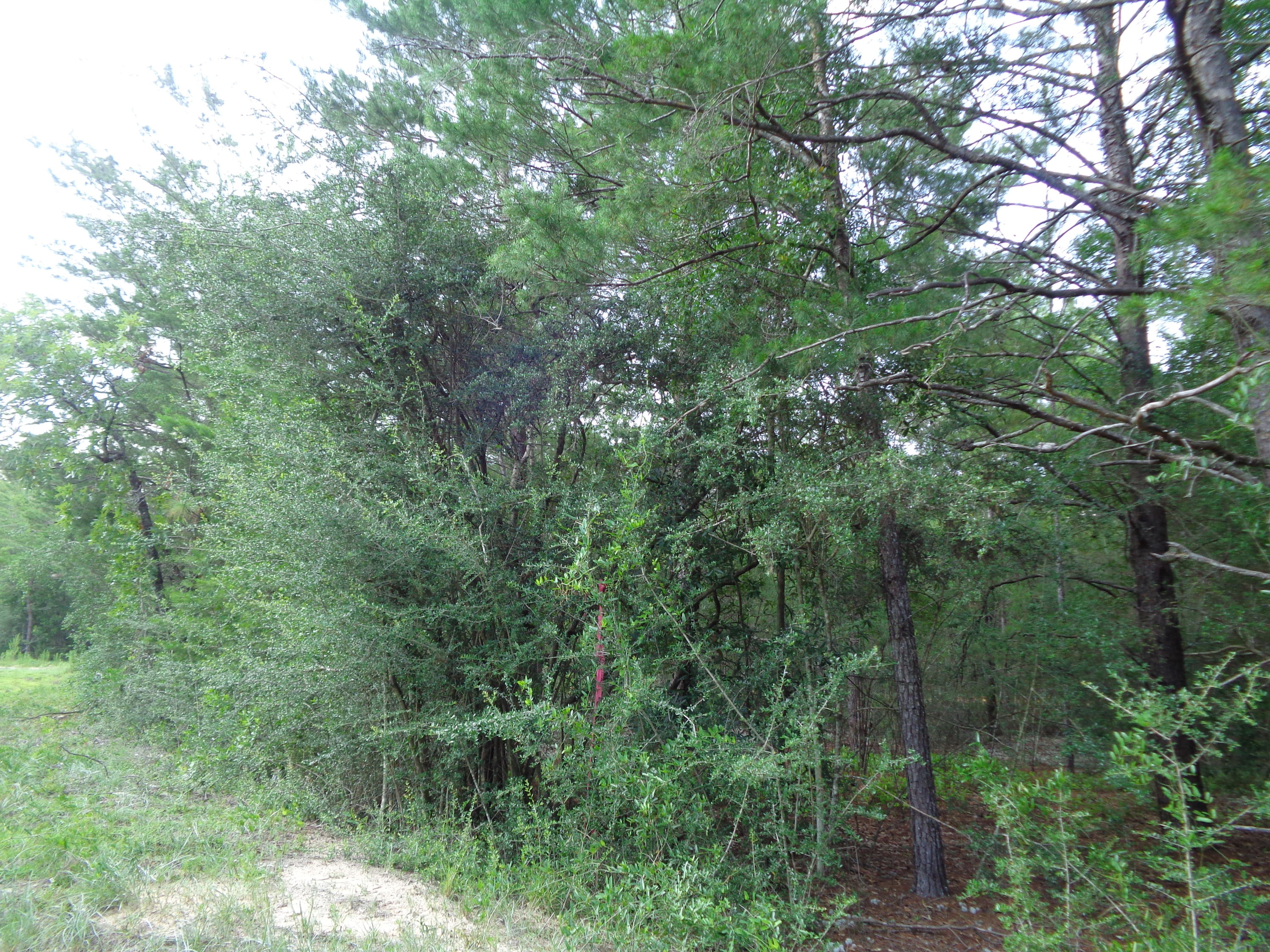 1.46-acres Watson Road DeFuniak Springs, FL 32433 - Photo 5 of 6 Florala 004