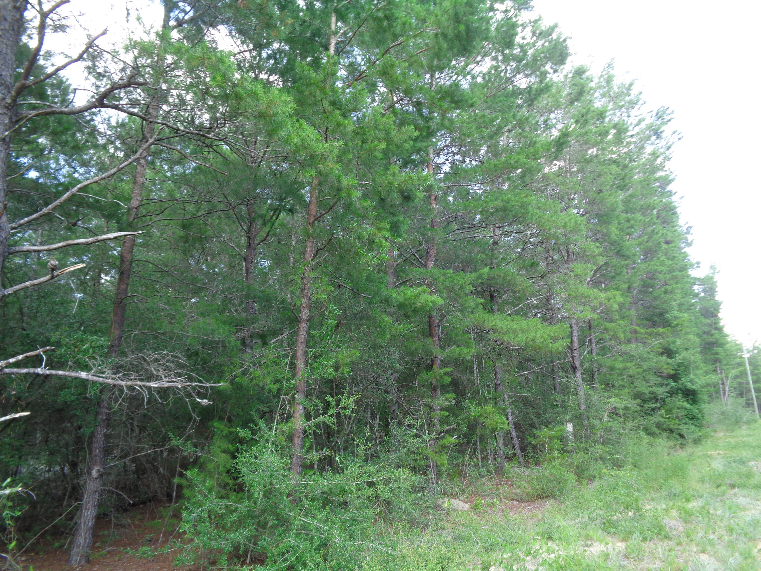 1.46-acres Watson Road DeFuniak Springs, FL 32433 - Photo 6 of 6 Florala 005
