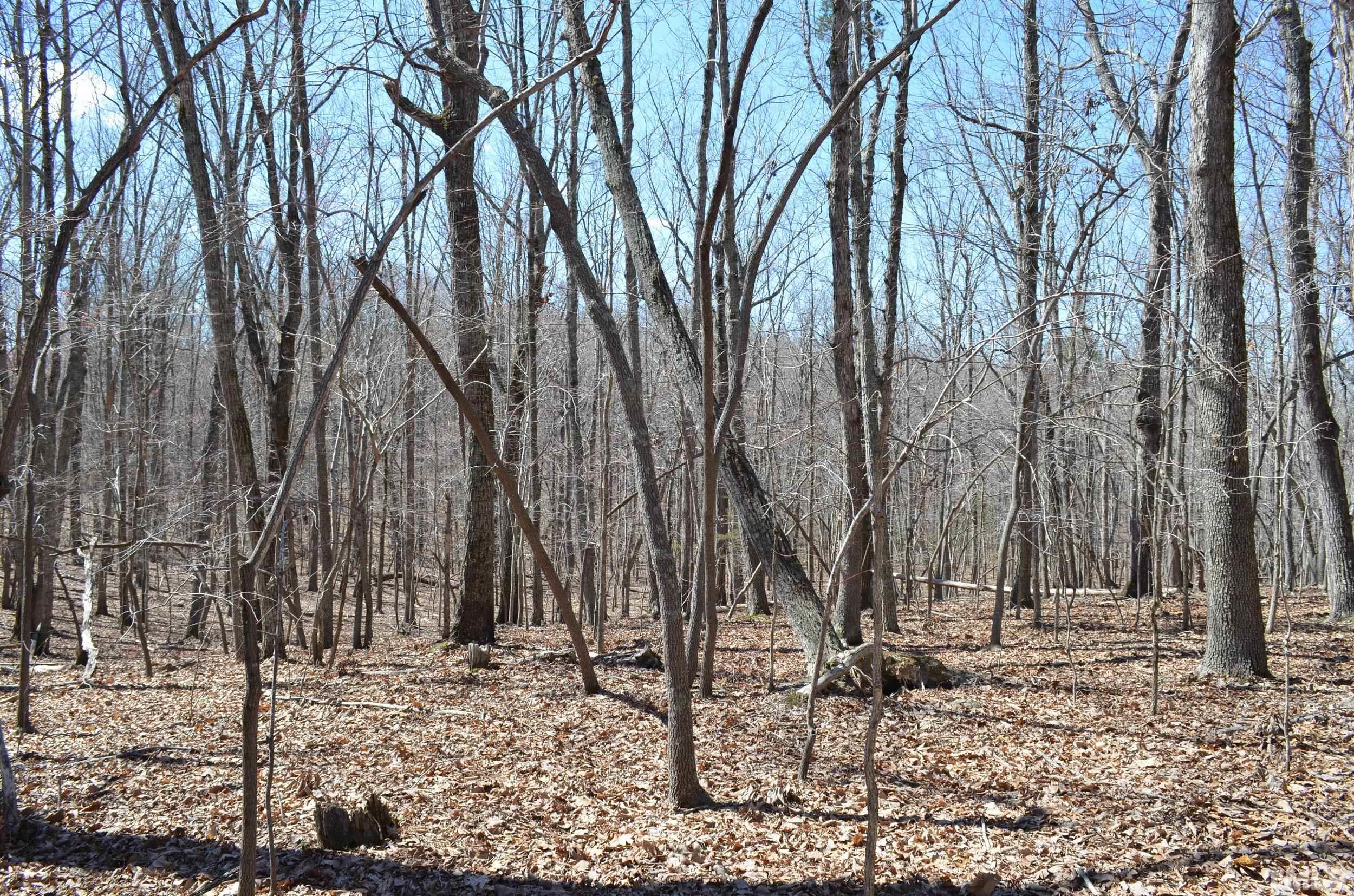 2 Fire Tower Drive Rougemont, NC 27572 - Photo 3 of 7 a backyard of a house with lots of green space