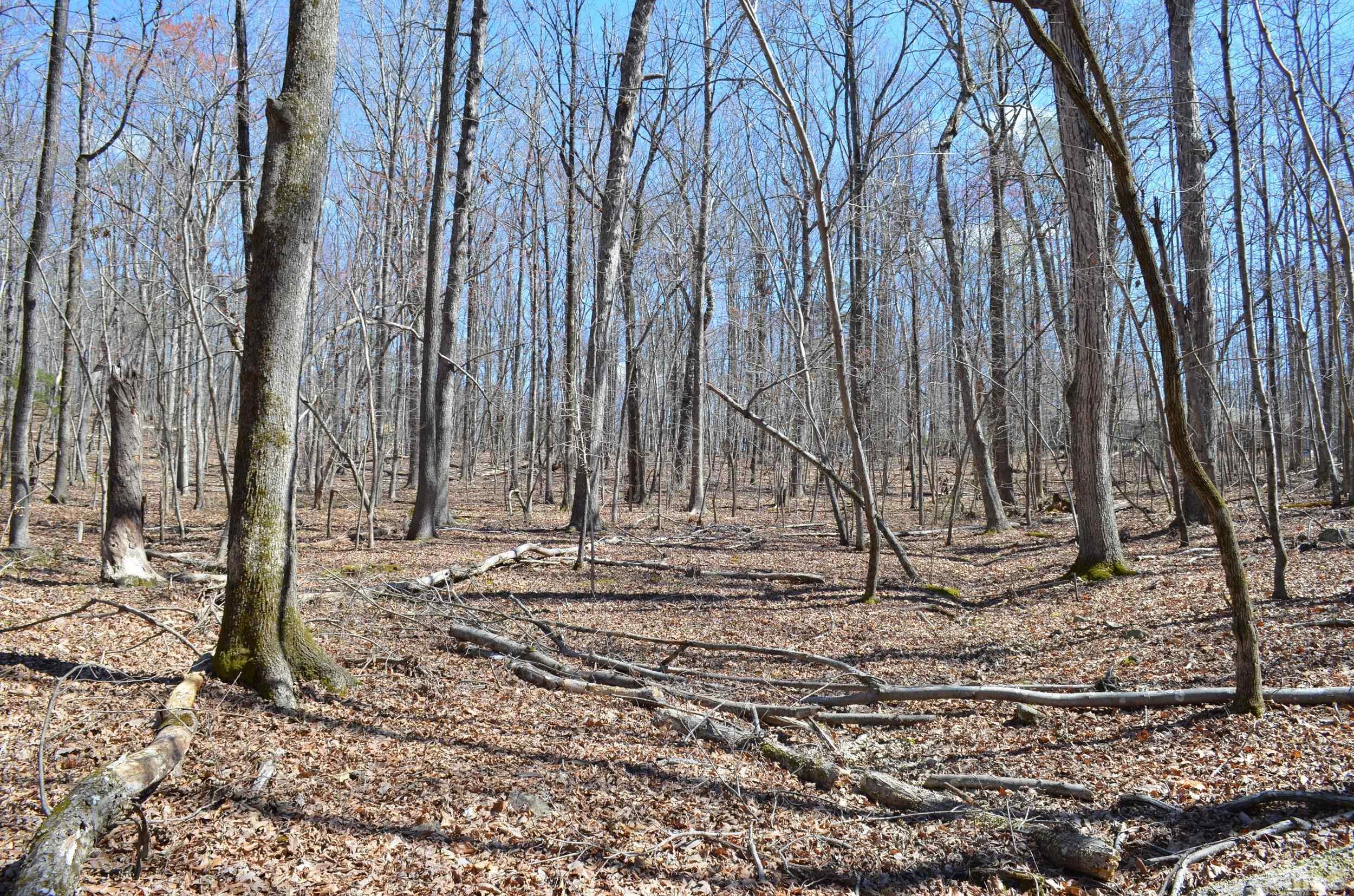 2 Fire Tower Drive Rougemont, NC 27572 - Photo 4 of 7 a view of a backyard of the house