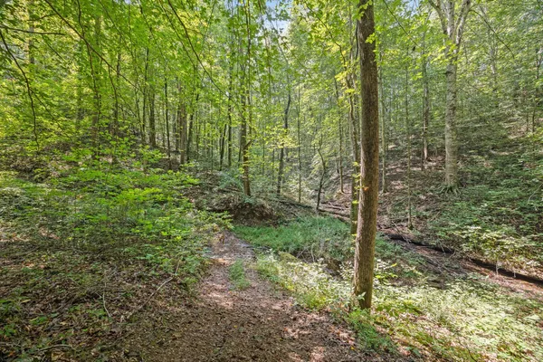 a view of a forest with trees and bushes