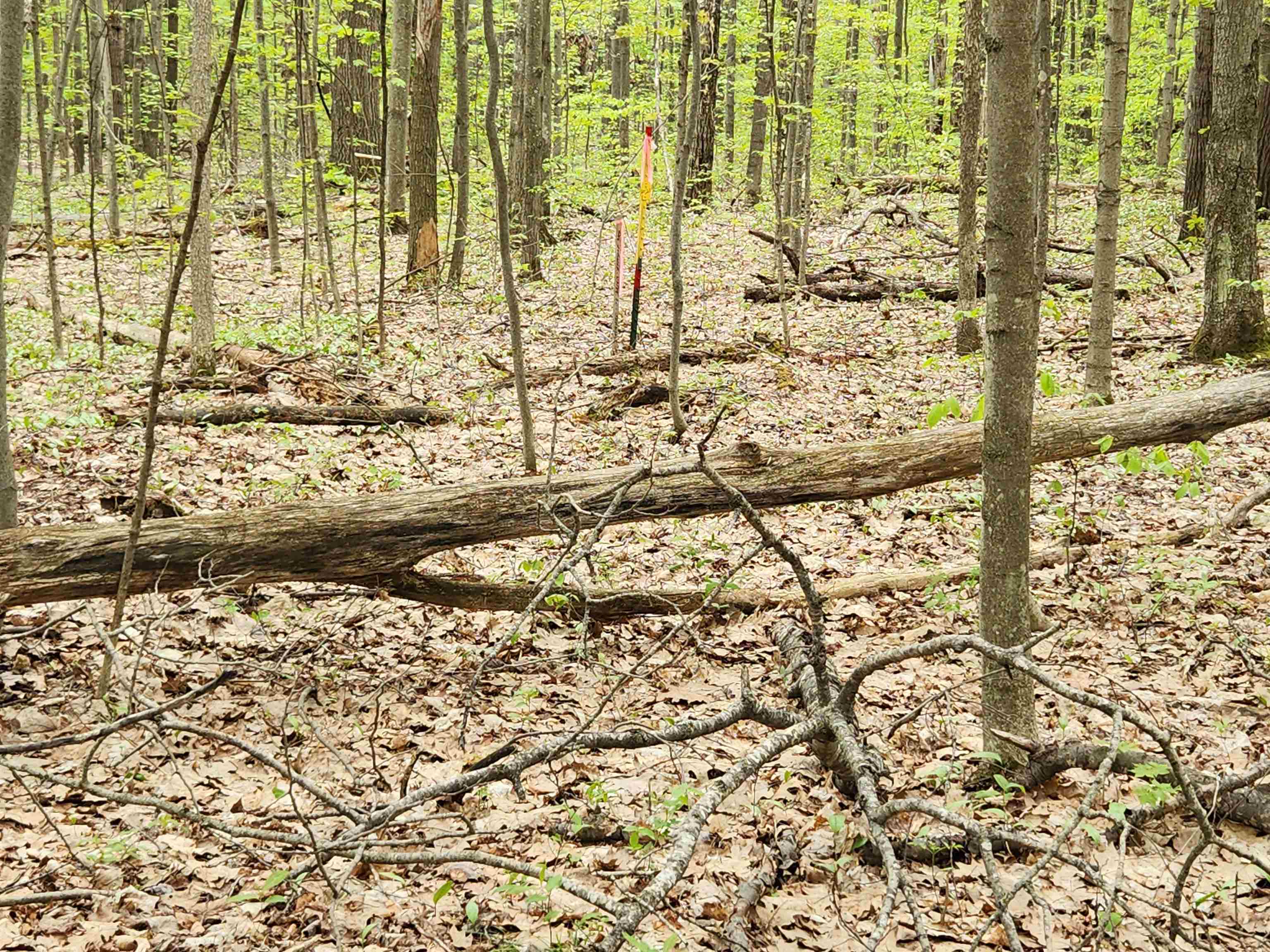 Lot 20 Heather Ridge Trail Beulah, MI 49617 - Photo 7 of 12