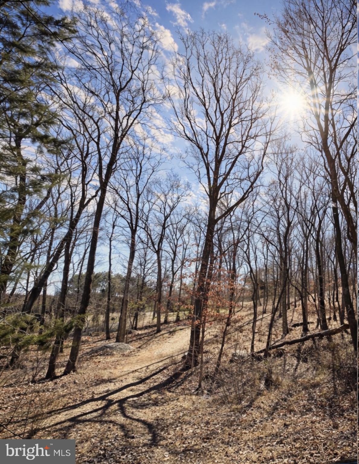 0 Messick Road Strasburg, VA 22657 - Photo 6 of 10 a view of a yard with trees