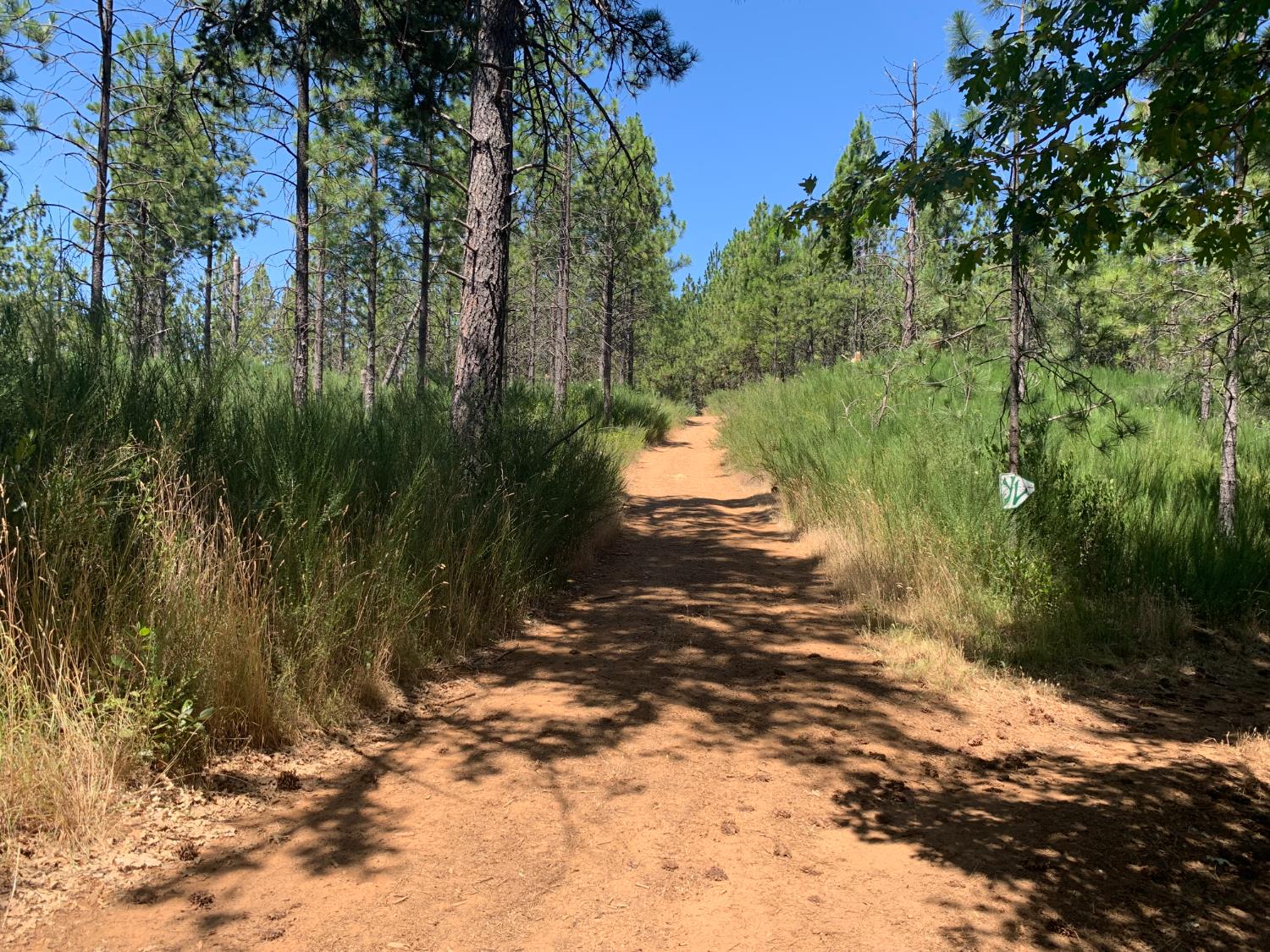 a view of a yard with plants and trees