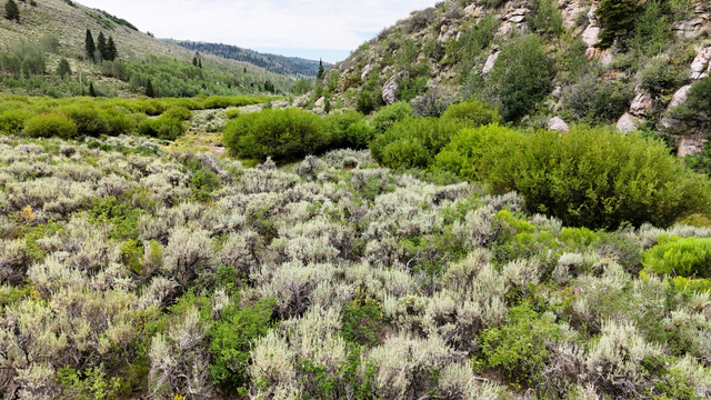 123 Beaver Creek Road Helper, UT 84526 - Photo 15 of 47 Expansive natural landscape featuring varied green foliage and mature trees, surrounded by rolling hills and rock formations