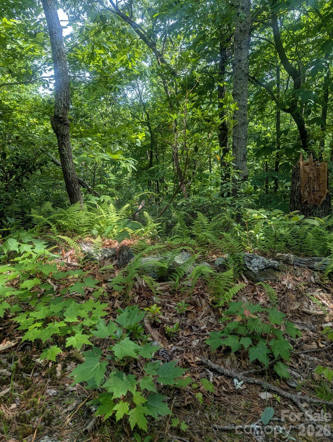 1662 Penley Road Boone, NC 28645 - Photo 17 of 23 a view of a lush green forest
