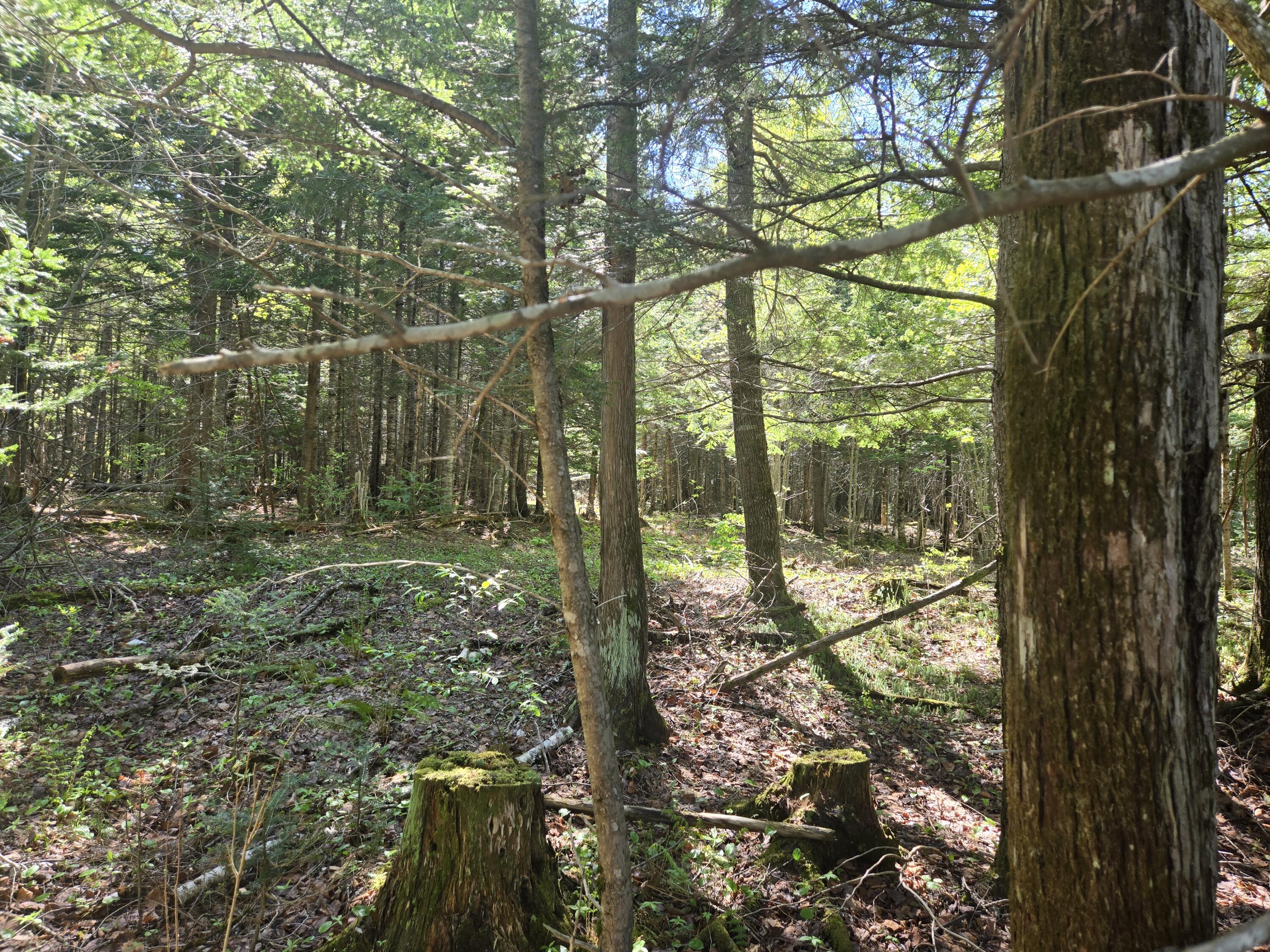 # Private Road Island Falls, ME 04747 - Photo 9 of 16 1000007531