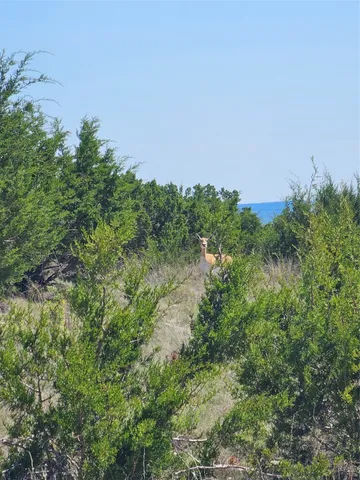 a view of ocean view with lots of trees in the background