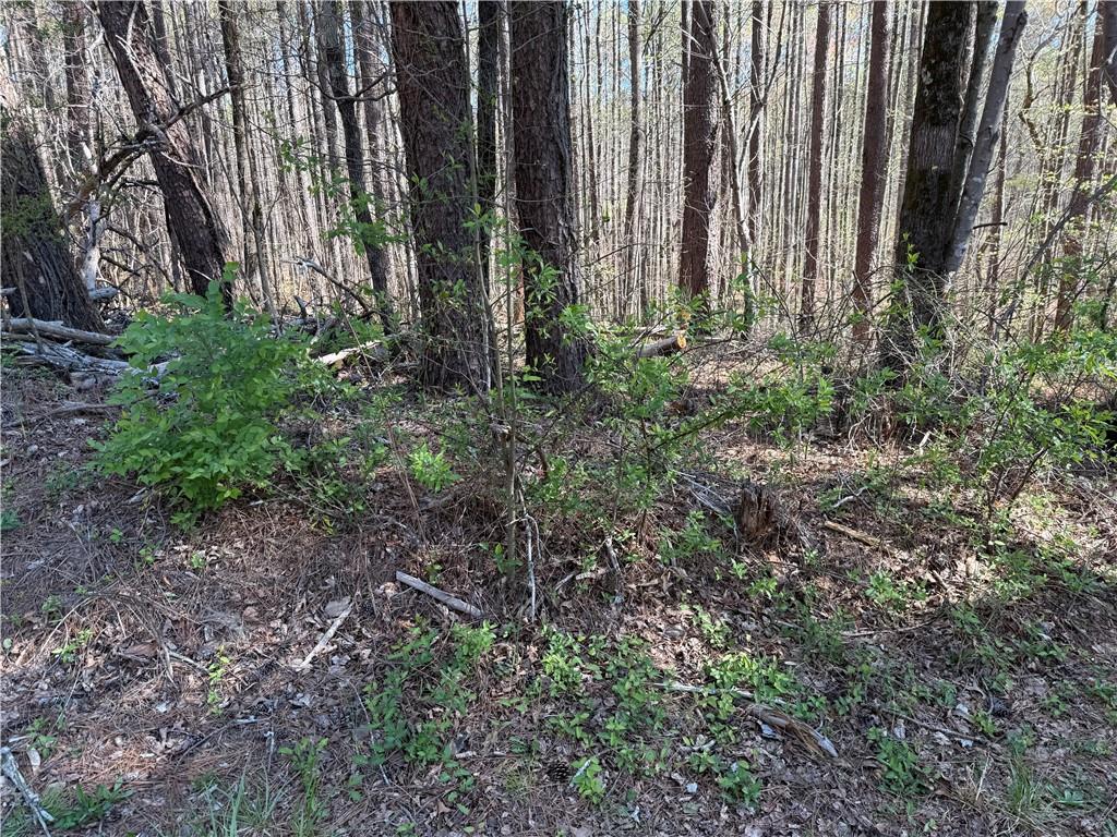 0 Henderson Mountain Road Fairmount, GA 30139 - Photo 11 of 15 a view of a yard with large trees