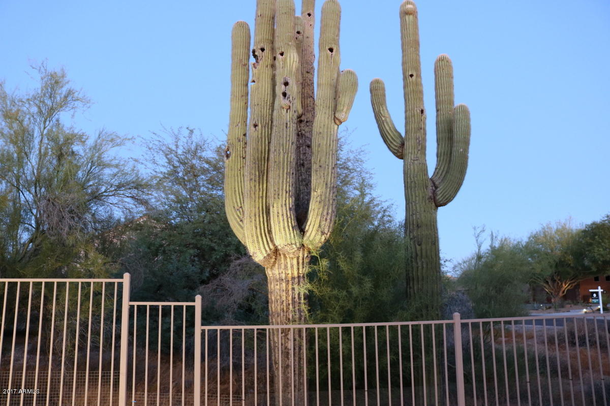 4740 East Sleepy Ranch Road Cave Creek, AZ 85331 - Photo 50 of 50 Huge Saguaros