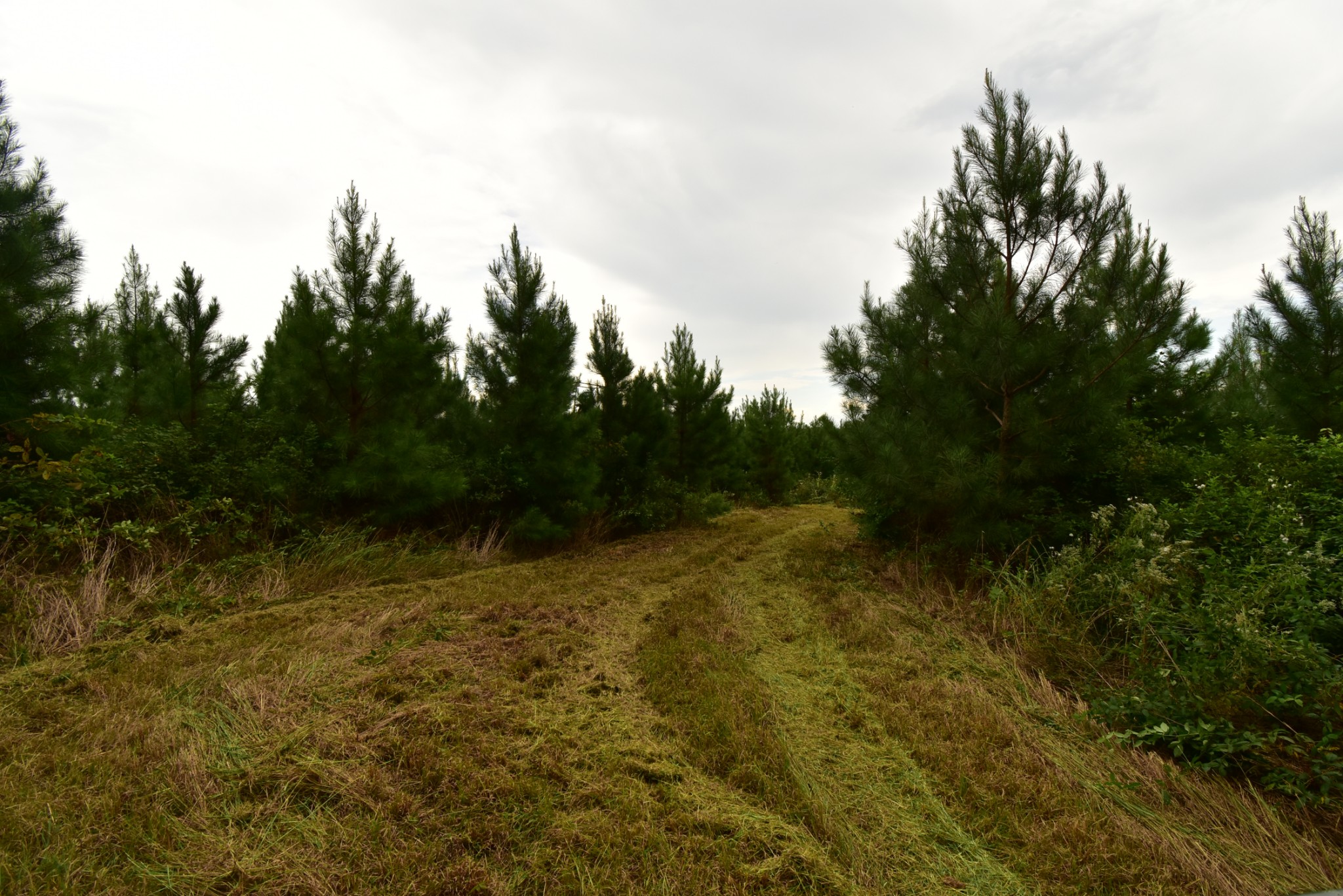 0 Haynes Road Sugar Tree, TN 38380 - Photo 11 of 29 Gallery Image 11