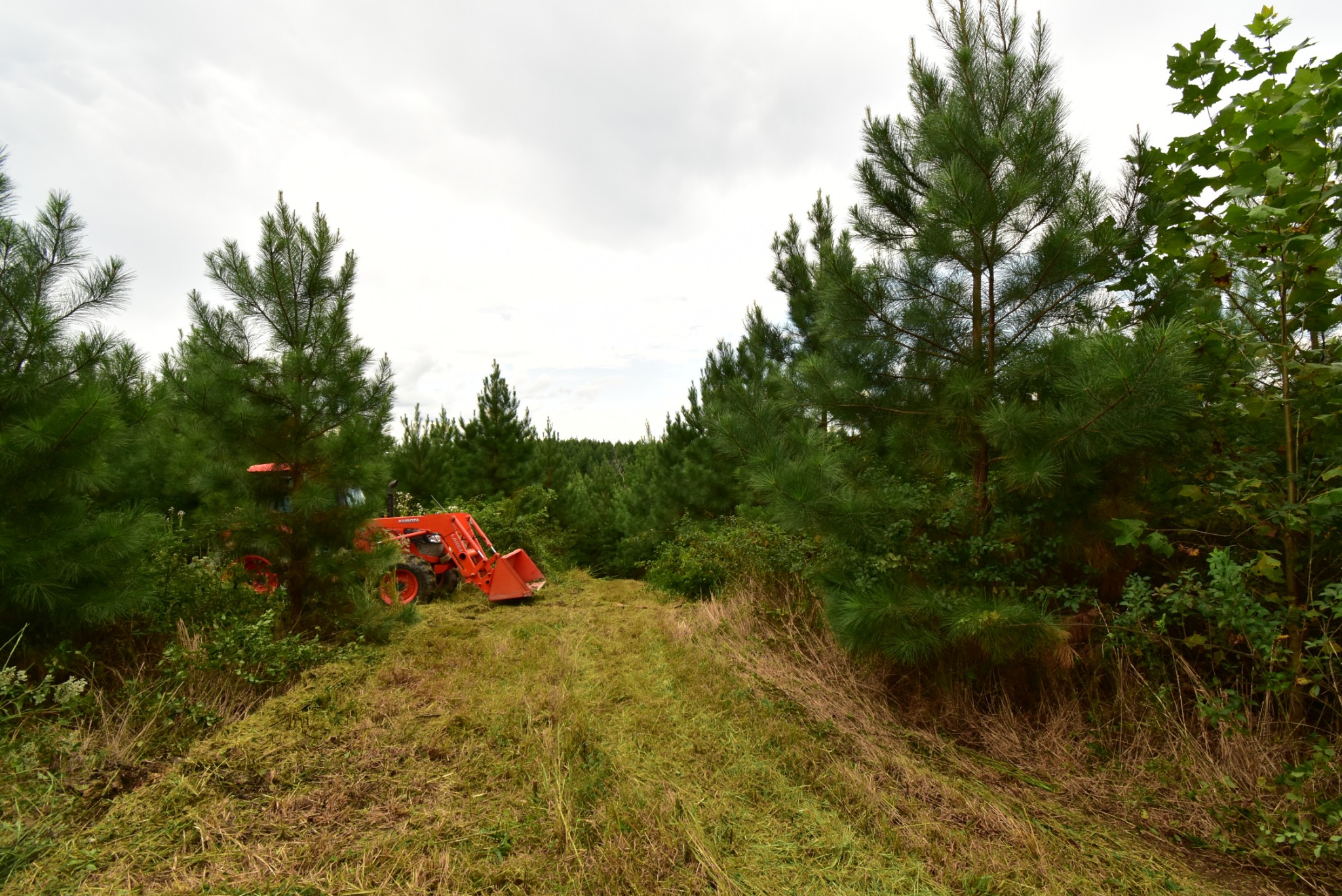 0 Haynes Road Sugar Tree, TN 38380 - Photo 13 of 29 Gallery Image 13