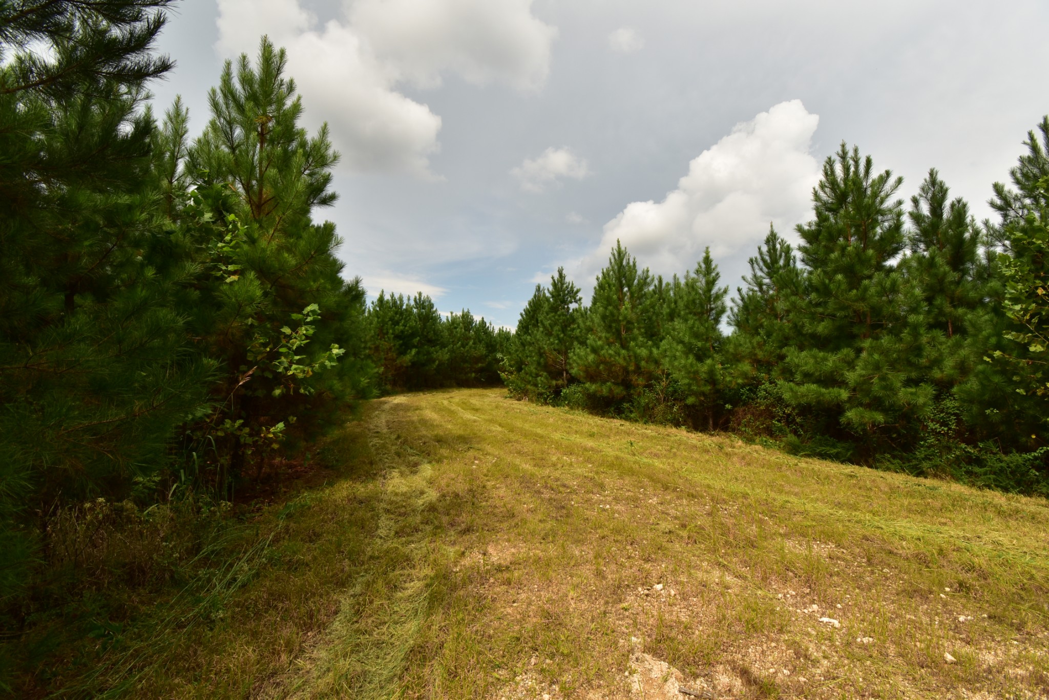 0 Haynes Road Sugar Tree, TN 38380 - Photo 14 of 29 Gallery Image 14