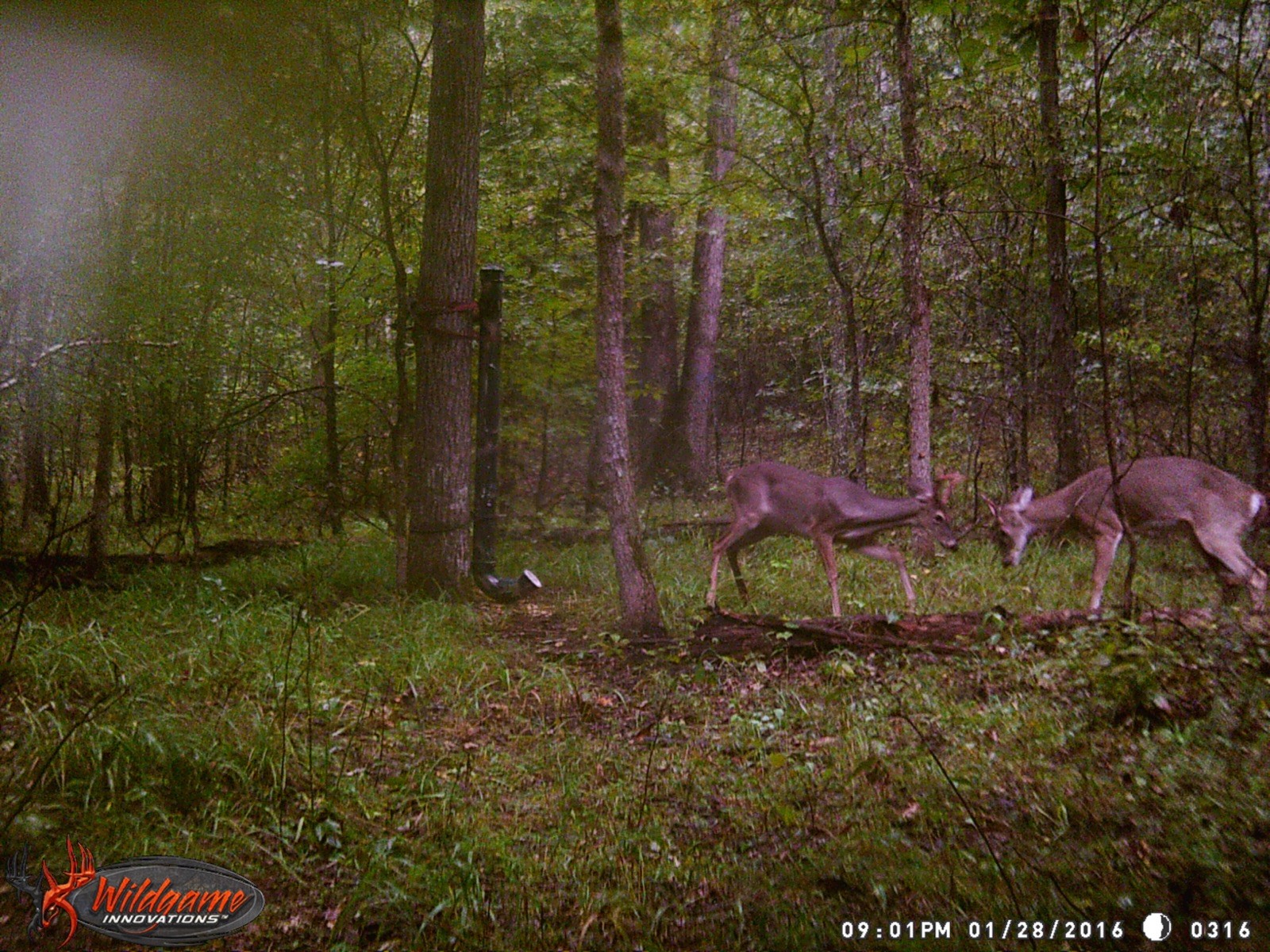 0 Haynes Road Sugar Tree, TN 38380 - Photo 28 of 29 Gallery Image 28