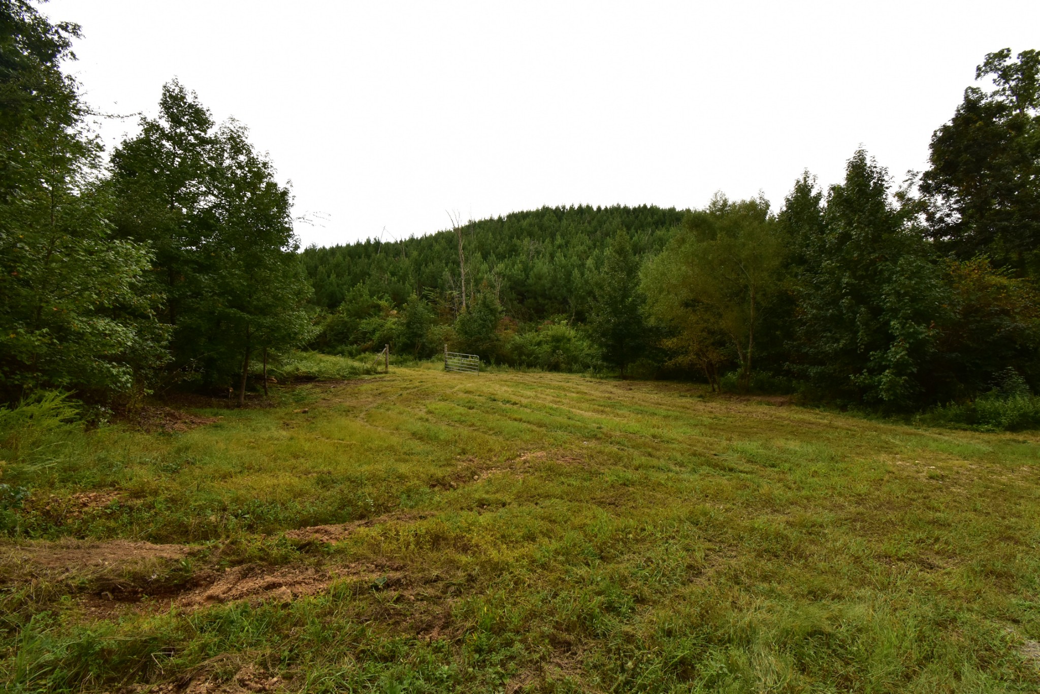 0 Haynes Road Sugar Tree, TN 38380 - Photo 9 of 29 Gallery Image 9