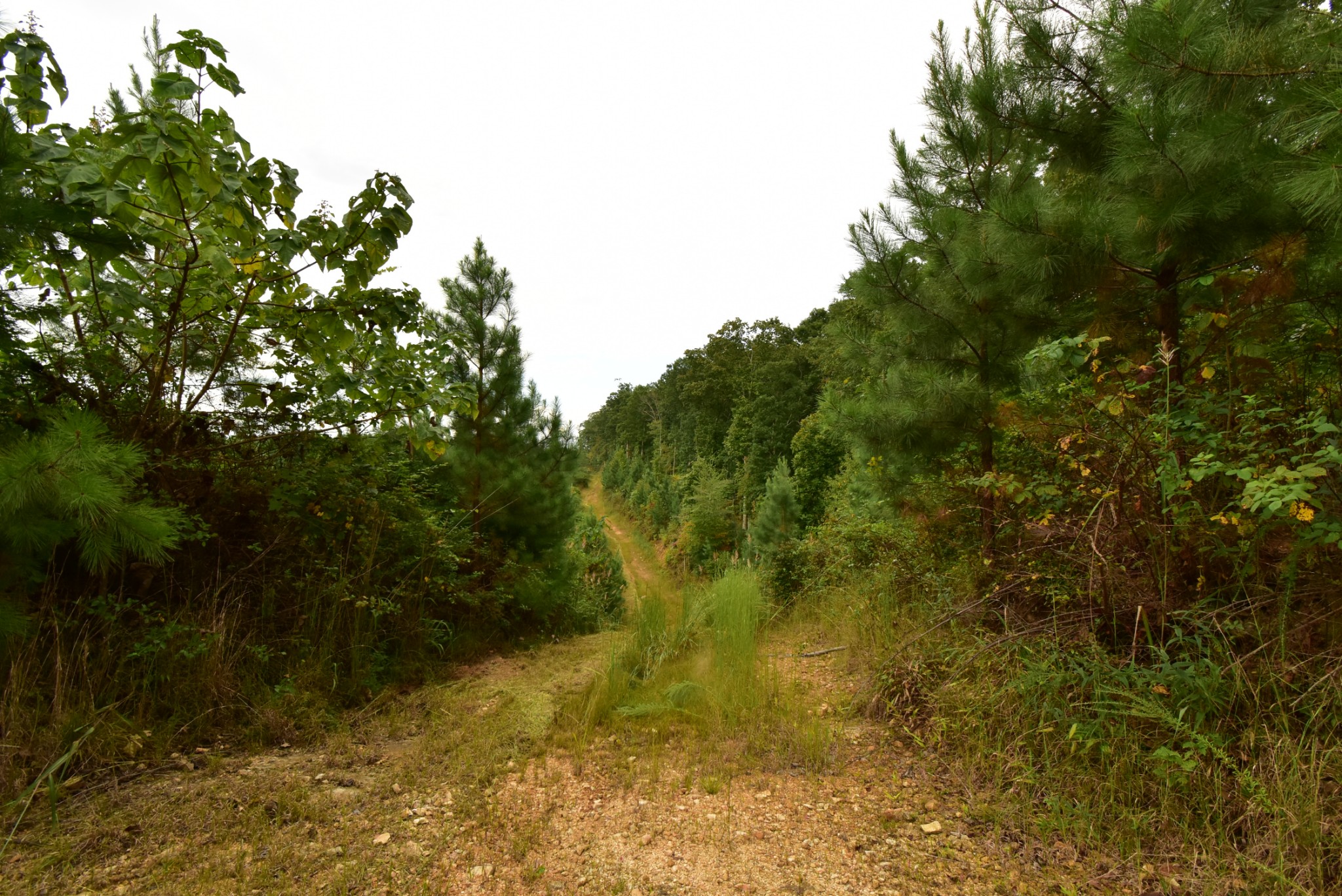 0 Haynes Road Sugar Tree, TN 38380 - Photo 10 of 29 Gallery Image 10