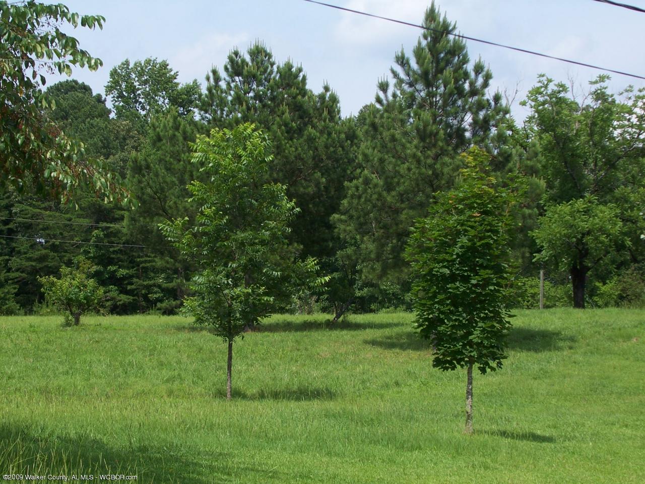 3113 Kings Mill Road Oakman, AL 35579 - Photo 6 of 6 Gallery Image 6