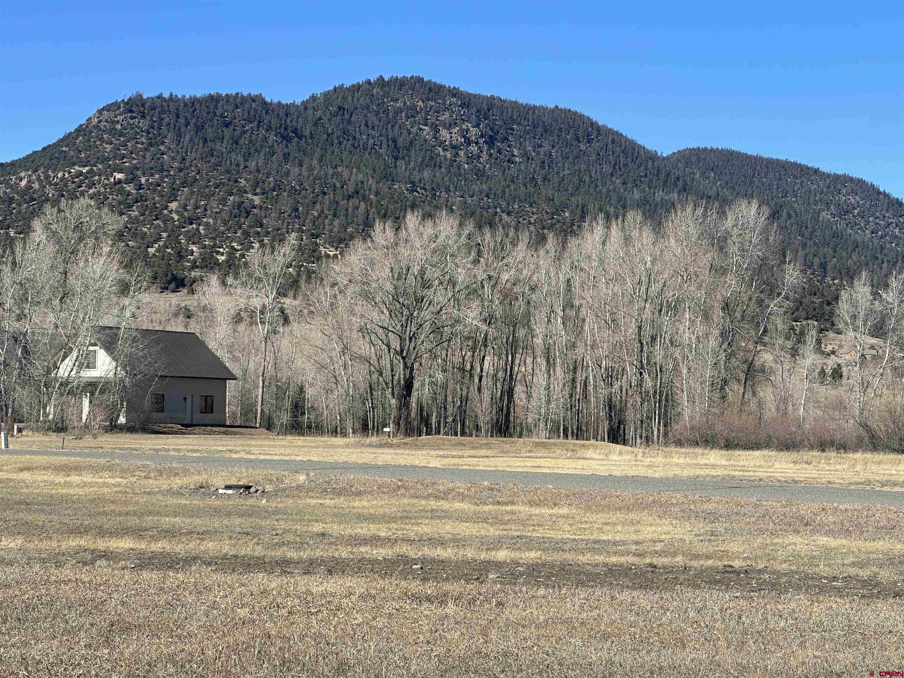 a view of large trees with a big yard