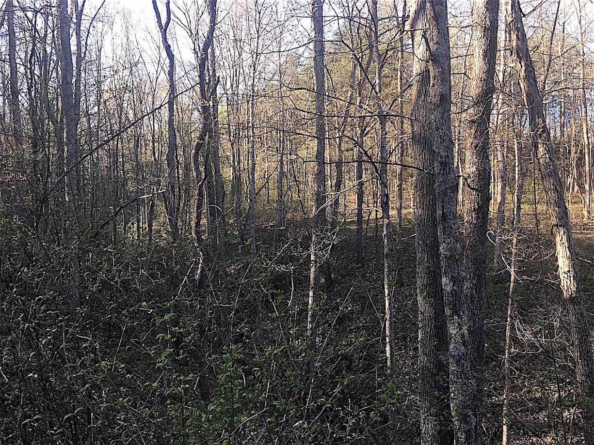 56184 Log Pile Road Ray, OH 45672 - Photo 11 of 35