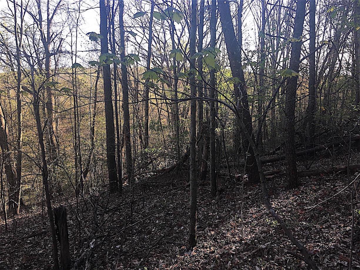56184 Log Pile Road Ray, OH 45672 - Photo 14 of 35