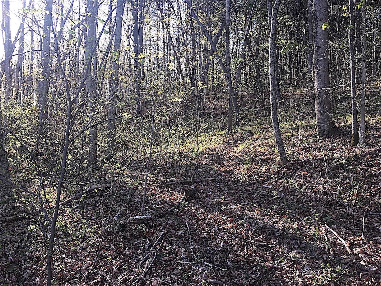 56184 Log Pile Road Ray, OH 45672 - Photo 17 of 35