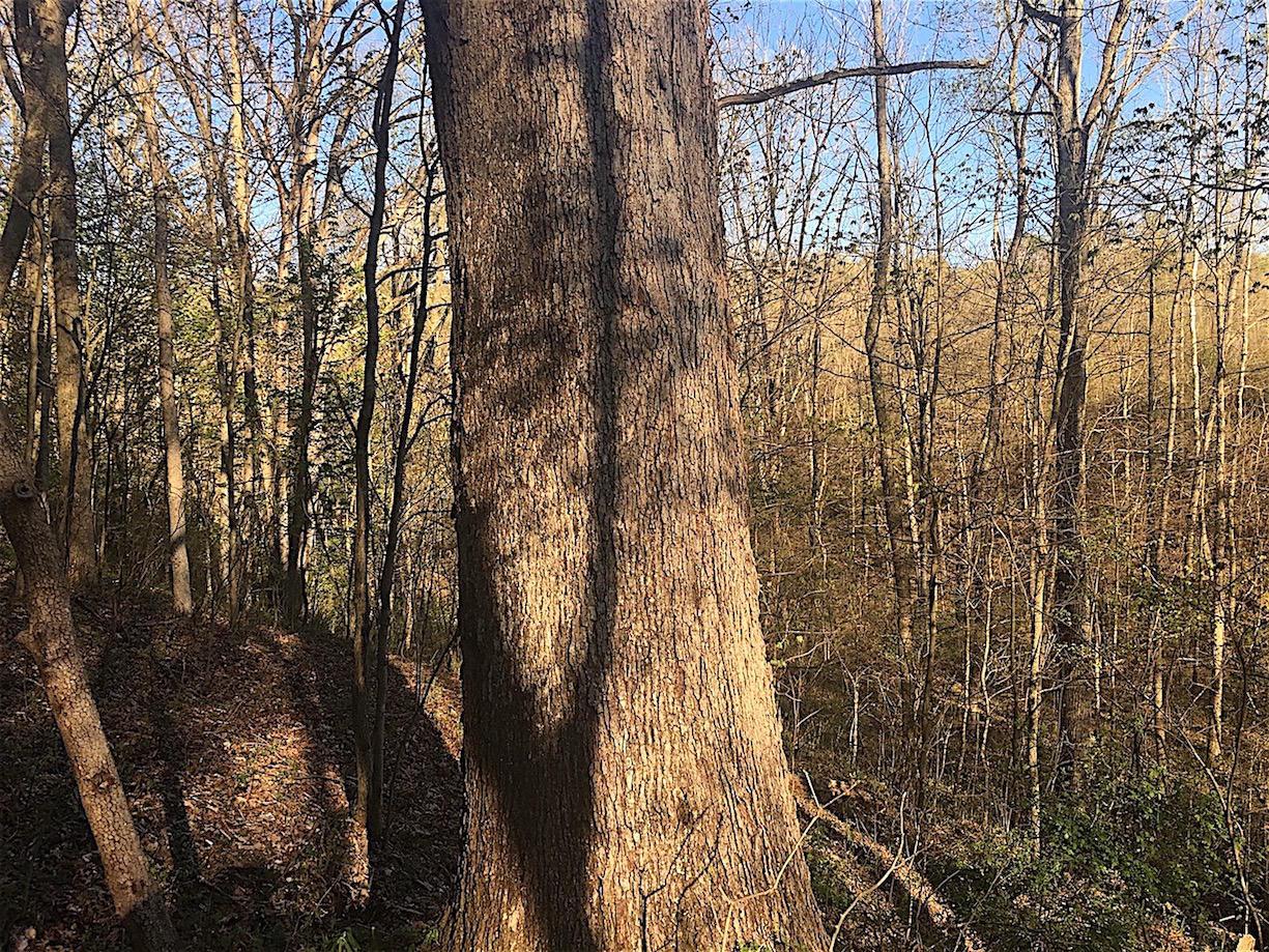 56184 Log Pile Road Ray, OH 45672 - Photo 18 of 35