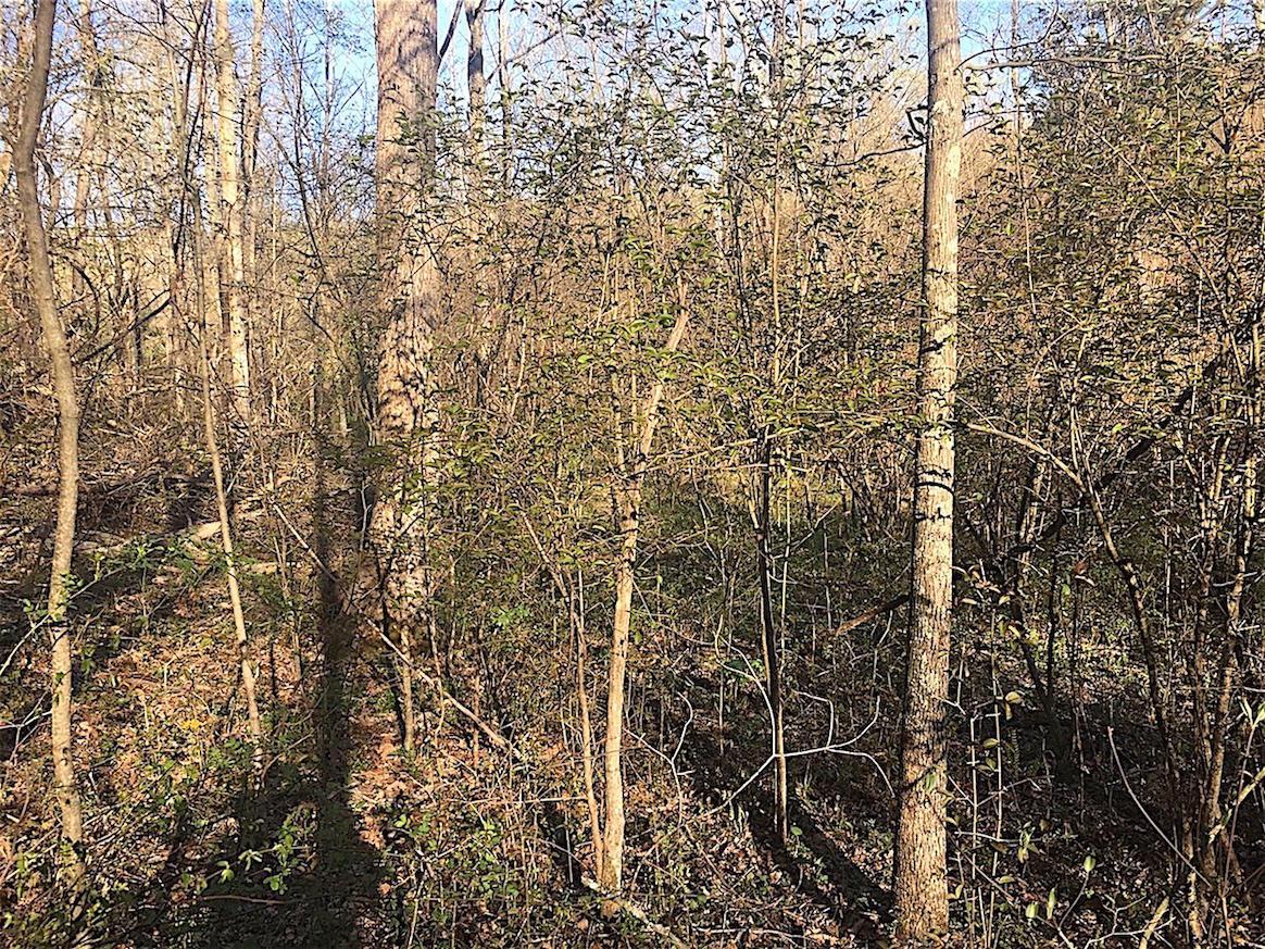 56184 Log Pile Road Ray, OH 45672 - Photo 20 of 35