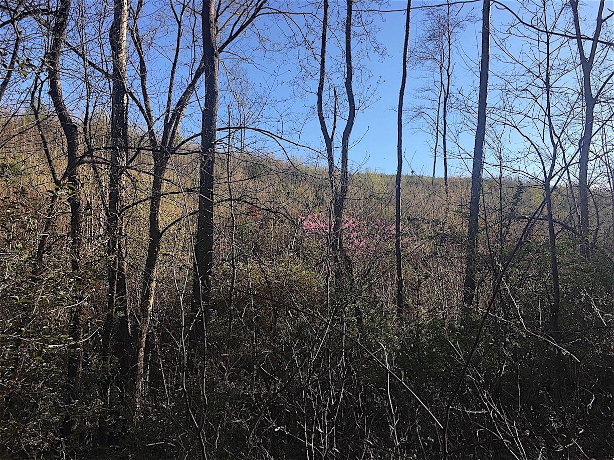 56184 Log Pile Road Ray, OH 45672 - Photo 21 of 35