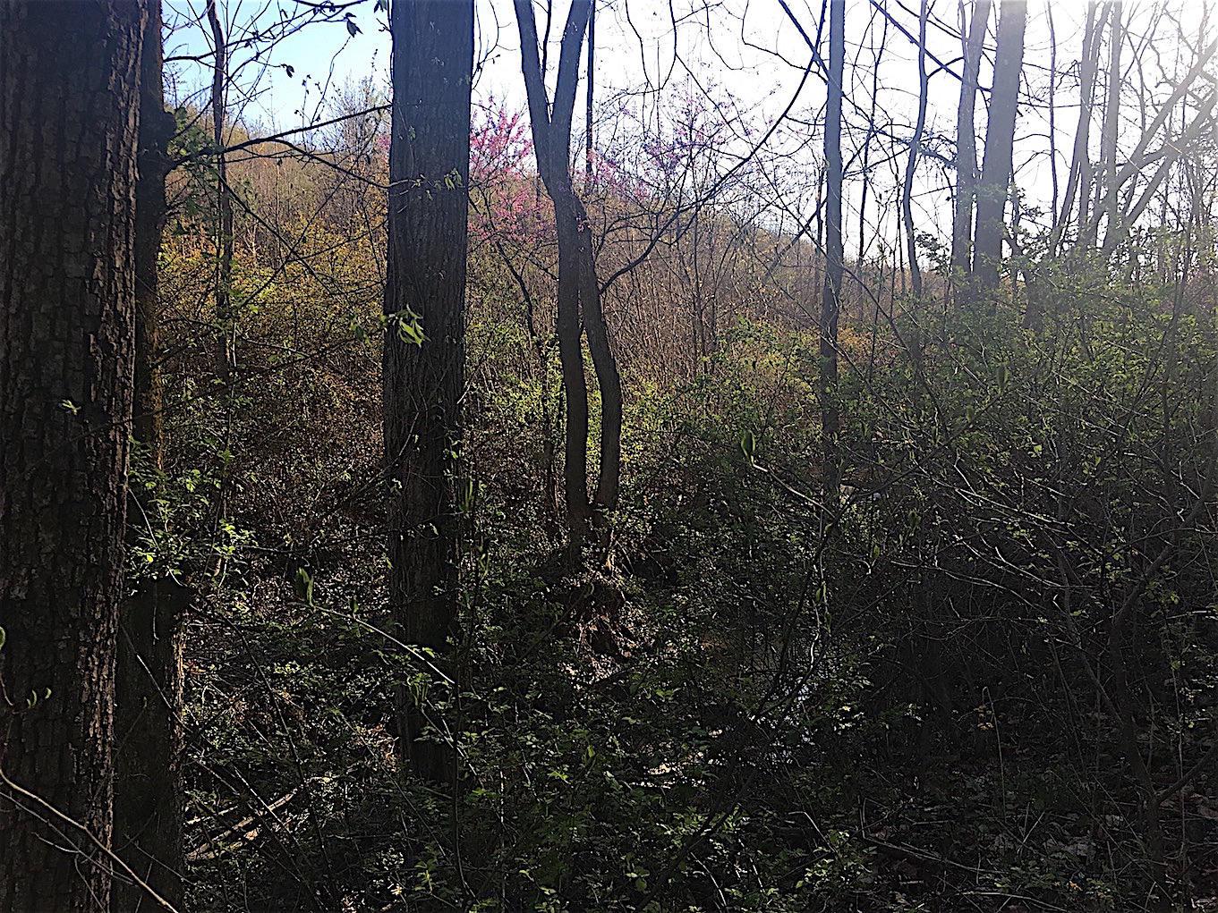 56184 Log Pile Road Ray, OH 45672 - Photo 22 of 35