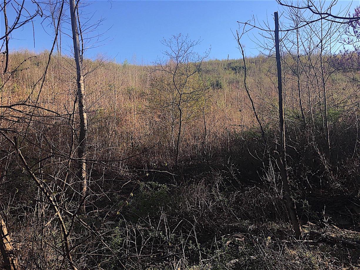 56184 Log Pile Road Ray, OH 45672 - Photo 25 of 35