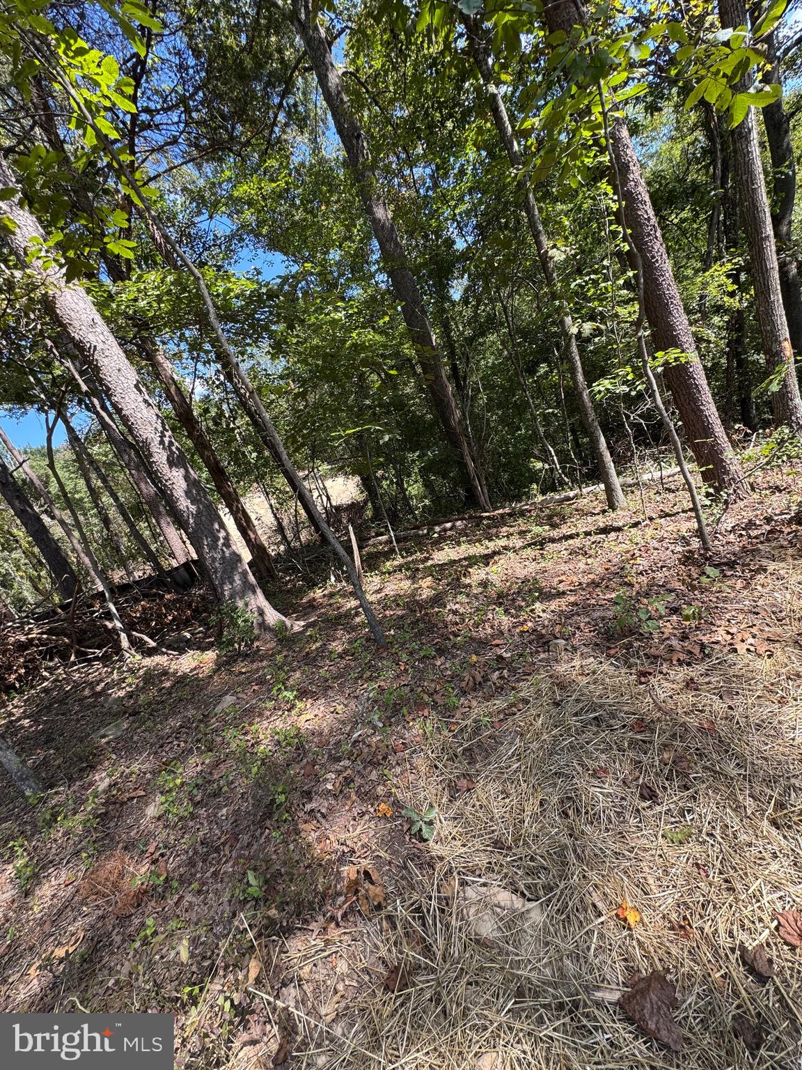 Vacant Land Cabin Branch Road Marshall, VA 20115 - Photo 11 of 28