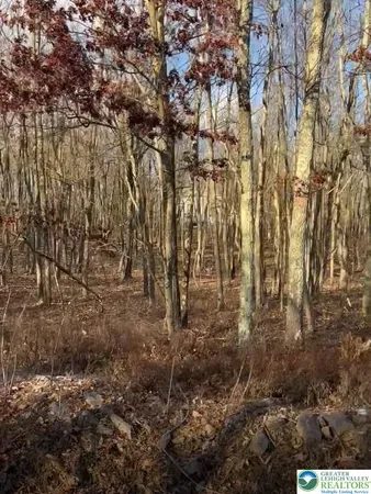 a view of forest
